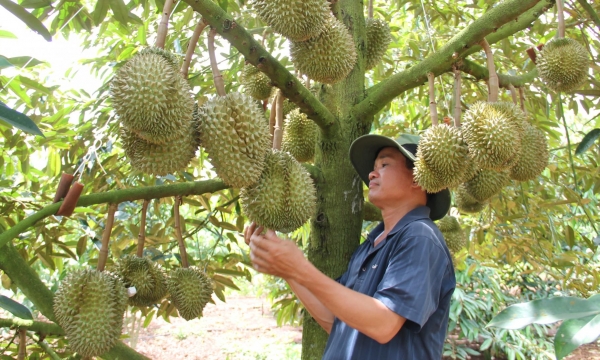 Trung Quốc đánh giá cao Việt Nam trong chuẩn bị mã số vùng trồng sầu riêng