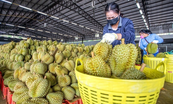 Nông dân Thái Lan lo lắng xuất khẩu sầu riêng sang Trung Quốc giảm