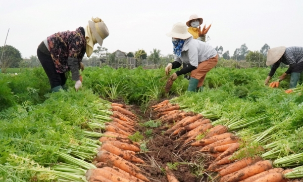 Hàng nhập khẩu về nhiều, giá cà rốt giảm còn 5.000 - 6.000 đồng/kg