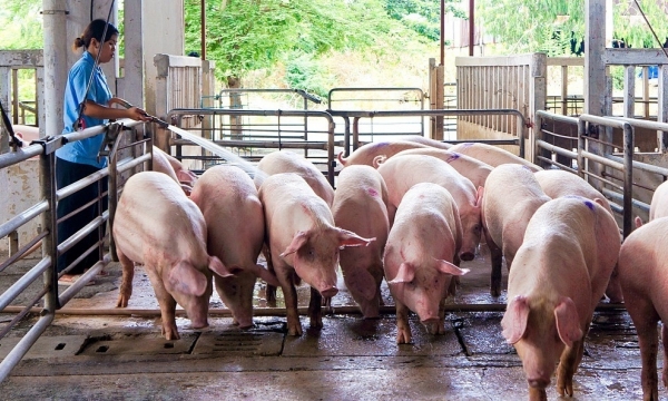 Nhiều công ty tăng giá bán lợn