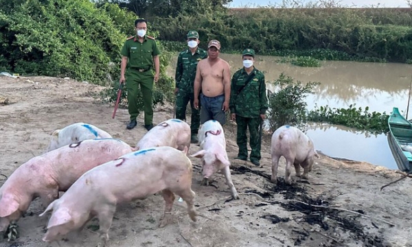 Thủ tướng: Ngăn chặn, xử lý nghiêm trường hợp nhập lậu lợn