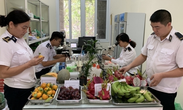 370 lô trái cây vi phạm quy định kiểm dịch thực vật