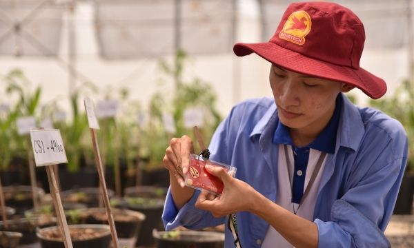 Việt Nam - ACIAR hợp tác nghiên cứu chuyển đổi cơ cấu cây trồng tại ĐBSCL