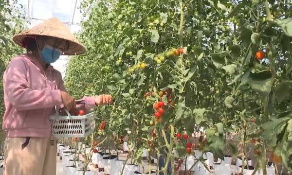Trồng cà chua bi trong nhà lưới, mỗi cây có thể thu 120.000 đồng/lứa