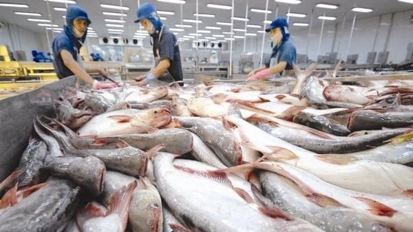 Xuất khẩu cá tra sẽ tăng trưởng mạnh 2 tháng cuối năm