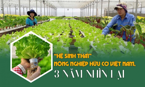 ‘Hệ sinh thái’ nông nghiệp hữu cơ Việt Nam, 3 năm nhìn lại