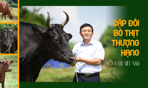 Cặp đôi bò thịt thượng hạng số 1 tại Việt Nam