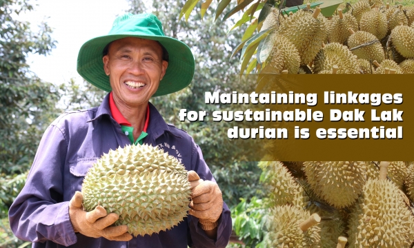 Maintaining linkages for sustainable Dak Lak durian is essential