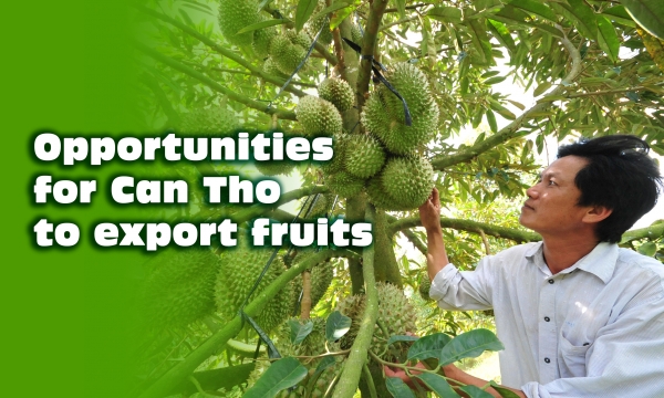 Opportunities for Can Tho to export fruits