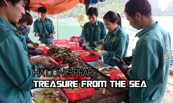 Ha Long Pearl: Treasure from the Sea