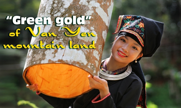 'Green gold' of Van Yen mountain land