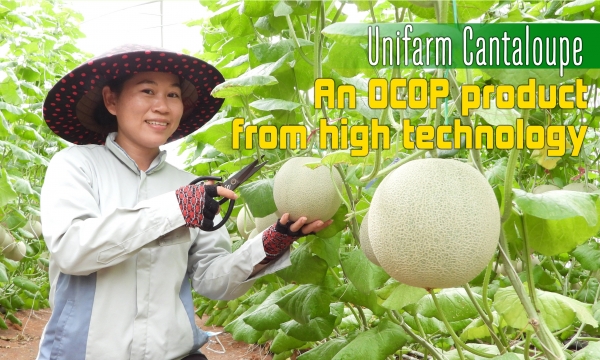 Unifarm Cantaloupe: An OCOP product from high technology