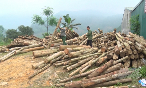 Afforestation promoted in Bac Kan, generating much higher income for growers