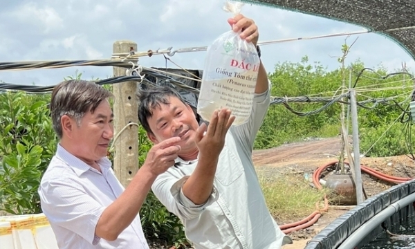 Shrimp farming in Dong Nai: Favourable conditions to attract investors