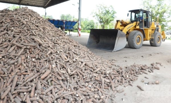 Tây Ninh chấn chỉnh nhiều nhà máy tinh bột sắn gây ô nhiễm
