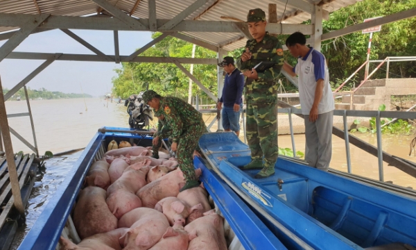 Exporting live pigs to Cambodia needs to follow official channels