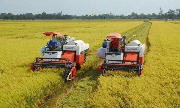 Mekong Delta summer-autumn rice: yield, output and selling price drop