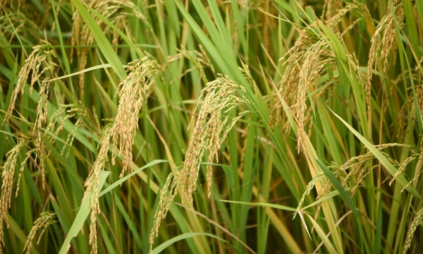 Project supports farmers in environmentally friendly rice cultivation