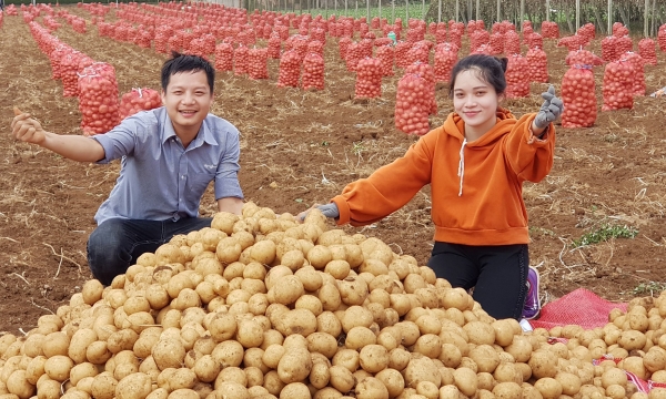 Hai 'ông lớn' Syngenta và PepsiCo giúp nông dân trồng khoai tây lãi 100 triệu đồng/ha