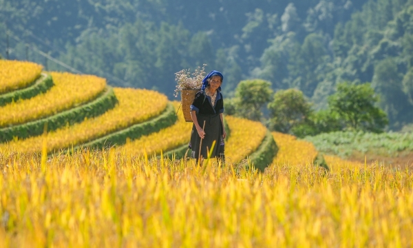 Du lịch gắn với nông nghiệp: Hướng thoát nghèo bền vững của Mù Cang Chải