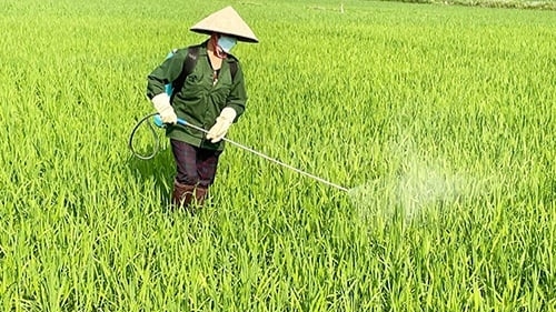 Ba nguy cơ gây ảnh hưởng lớn đến sản xuất lúa xuân ở Nghệ An