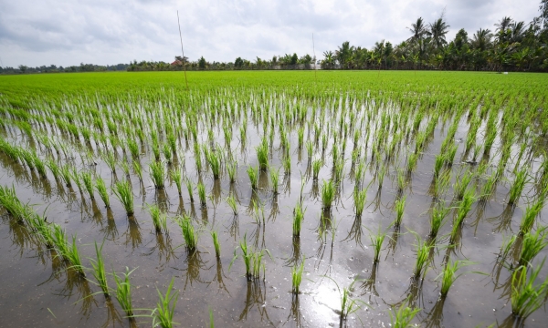 Clarify benefits of emission reduction from 1 million hectares of high-quality rice project