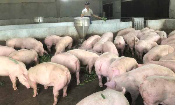 Dùng chế phẩm sinh học từ trùn quế nuôi lợn, hiệu quả bất ngờ