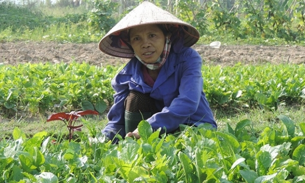 Chuyện phát triển chuỗi rau hữu cơ ở Thanh Xuân
