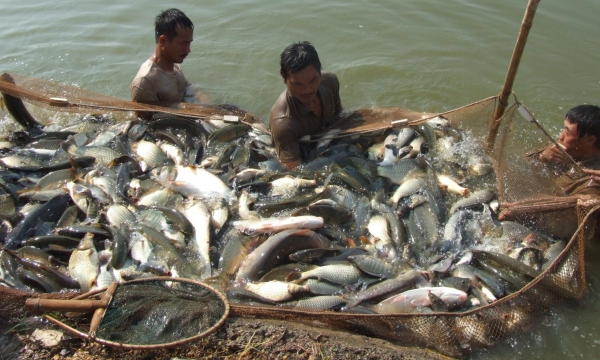 Nuôi trồng thủy sản ở Hà Nội gặp khó do các sông bị ô nhiễm
