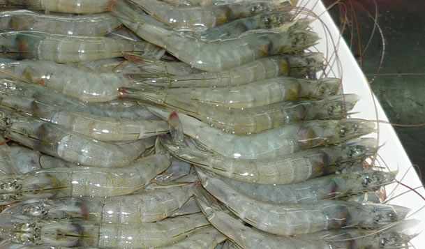 An Ecuador’s shrimp producer is suspended from exporting shrimp to China after a white spot virus was found in its products. Photo: TL.