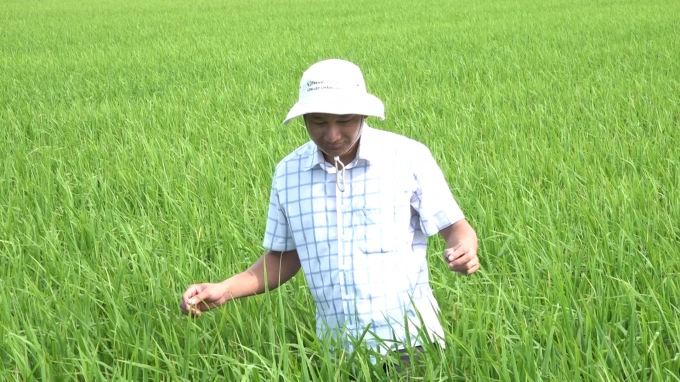 Farmers gain more economic benefits when applying advanced rice farming techniques. Photo: Minh Phuc.