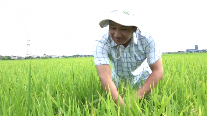 Advanced rice farming techniques have been applied across Vietnam, helping to reduce the negative impacts of agriculture production on the environment and increase rice productivity. Photo: MP.
