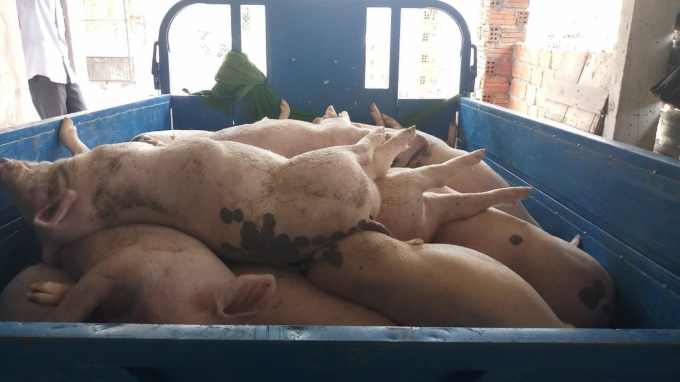 Quảng Nam province has culled nearly 1,600 pigs infected with African swine fever (ASF). Photo L.K