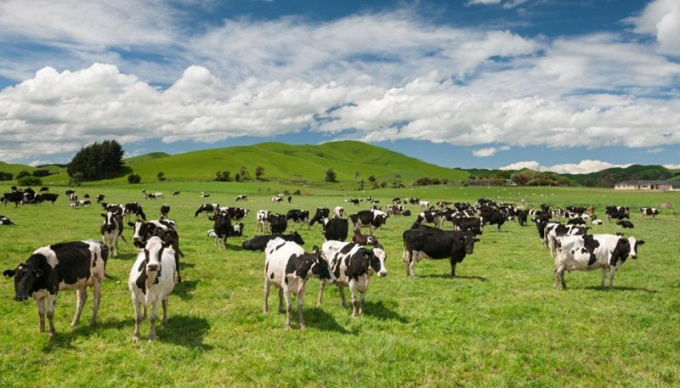 Dairy cows are raised in New Zealand – the biggest milk exporter to Vietnam. Photo: Georgeherald.