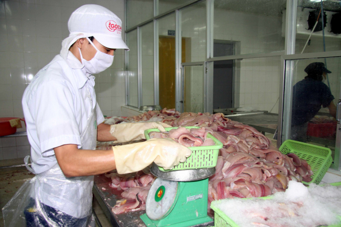 Tra fish is processed for export in Vietnam.