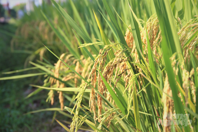 Reducing greenhouse gases emission in rice production will generate sustainable socio-economic and environmental benefits. Photo: Pham Hieu.