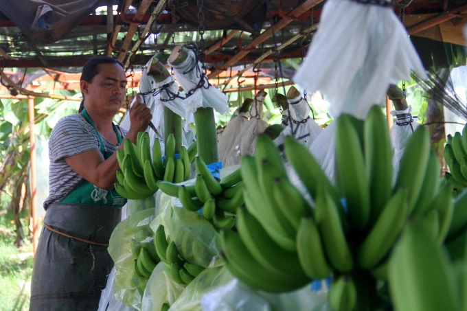 Banana is among the key fruit export products of the Phillippines. Photo: TL.