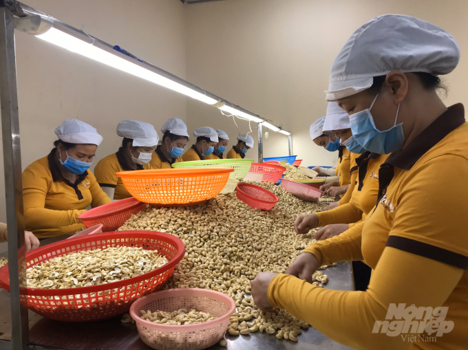 Last year, Vietnam exported a total of 515,000 tonnes of cashew nuts, earning about US$3.21 billion. Photo: Thanh Son.