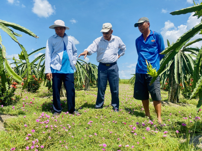 Prof Nguyen Tho ( centre) visits and avaluates the effects of growing Portulaca grandiflora in green dragon fruit farm in Long An province. Photo: Thanh Tam.