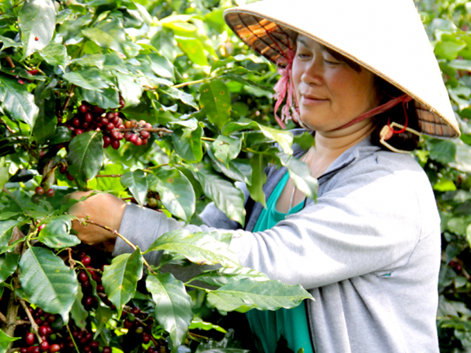A farmer nurses Arabica coffee in Lam Dong Province.