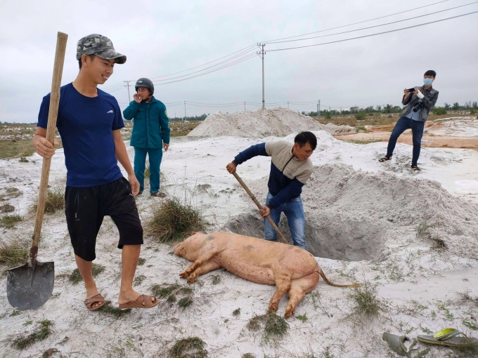 African Swine Fever is reported to re-emerge in eight districts in the central province of Quang Nam. Photo L.K.