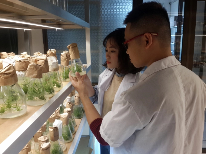 Seedlings are nursed in the lab of the Forest Tree Improvement and Biotechnology Research Institute. Photo: IFTIB.