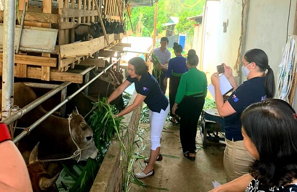 On April 14, Ms. Robyn Mudie, Australian Ambassador to Vietnam, paying a visit to the beef cattle production cooperative. Photo: Pham Van Hung.
