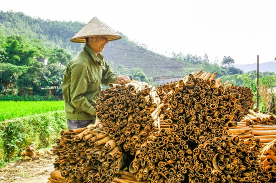 People in Binh Lieu district (Quang Ninh) harvest cinnamon.