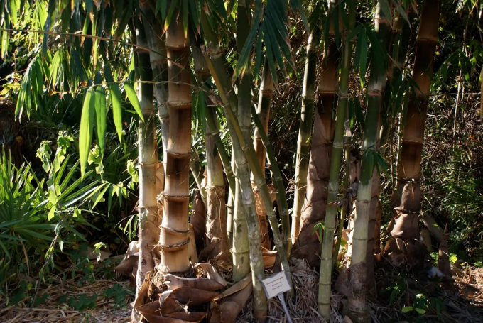 Manh Tong bamboo – a giant bamboo variety that can absorb more CO2 than common bamboo.