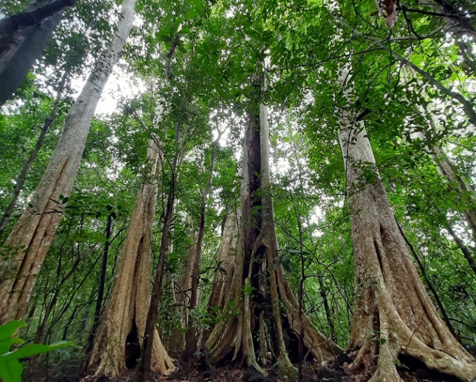 Đến nay, nguồn kinh phí cam kết đóng góp cho LEAF để thực hiện chi trả cho dịch vụ giảm phát thải từ rừng lên tới 1 tỷ USD. Đây cũng là nỗ lực của Việt Nam góp chung cùng sáng kiến tại COP26, nhằm thực hiện các cam kết tại Thỏa thuận Paris về biến đổi khí hậu. Ảnh: HA.