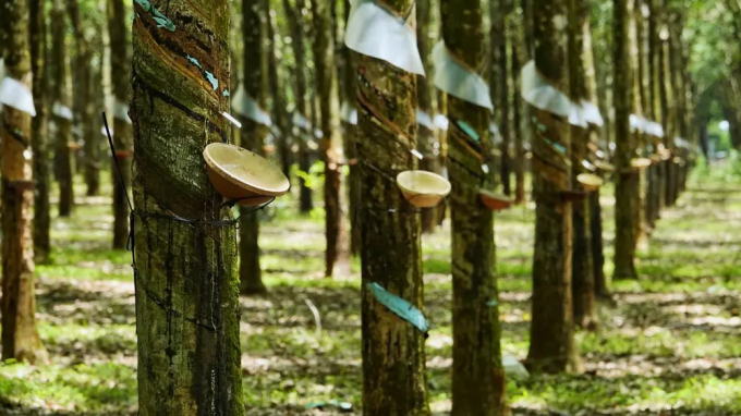 Ngoài gỗ nguyên liệu, việc đạt chứng chỉ quản lý rừng bền vững còn giúp ích cho mủ cao su có thêm đầu ra trên thị trường.