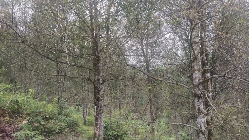 Bản tin Lâm nghiệp ngày 28/3/2024: Nấm lạ gây rụng lá rừng hồi ở Bình Liêu