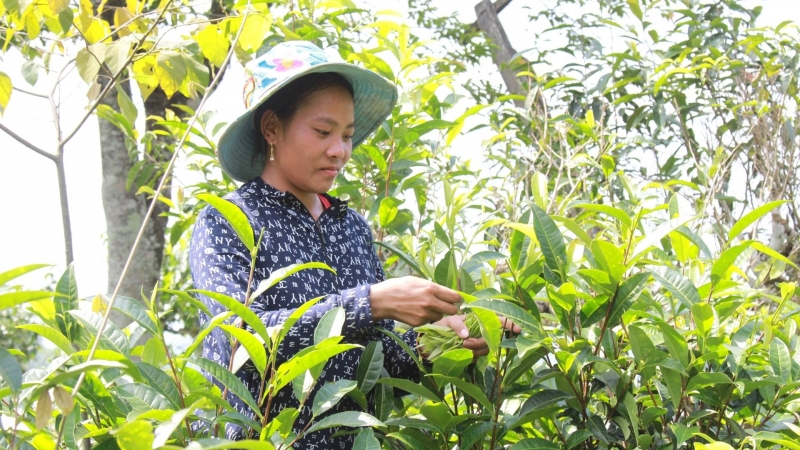 Việt Nam có nhiều thuận lợi phát triển nông nghiệp hữu cơ