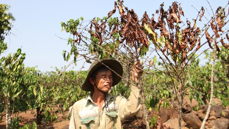 Đắk Nông: Nguy cơ gần 31.000ha cây trồng bị hạn